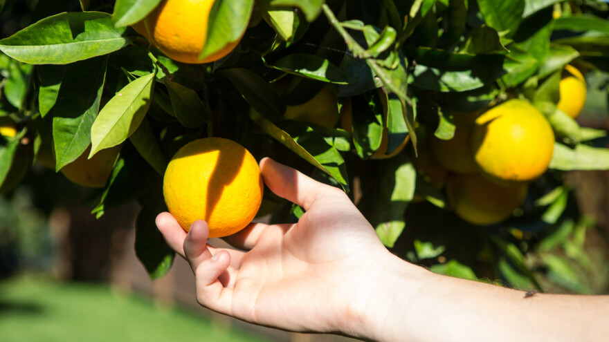 Traže preko 100 berača mandarina i nude satnicu oko 6 KM