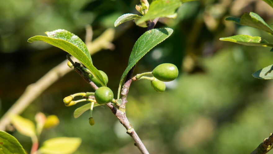 Posavske šljive i breskve bez uroda
