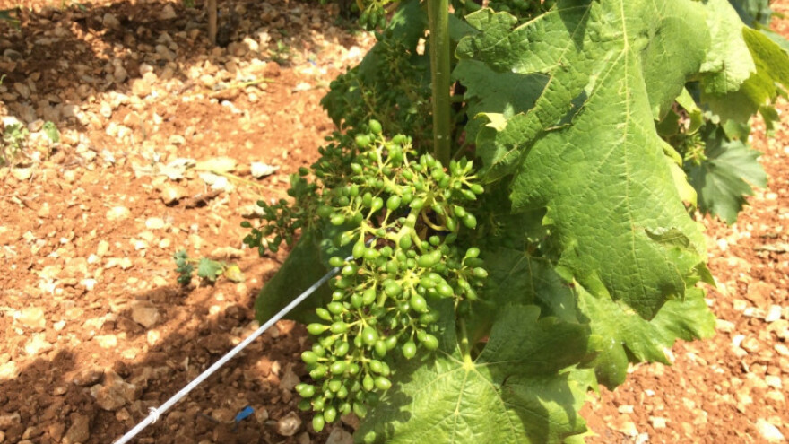 Pravovremeno suzbijte zlatnu žuticu vinove loze