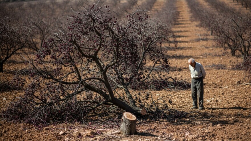Posjekli stabala višnje zbog niske otkupne cijene