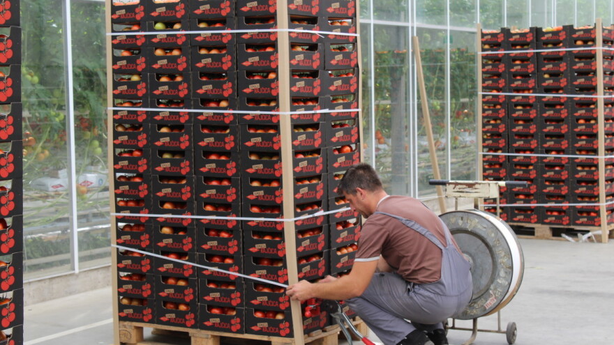 "Dokazana kvaliteta - Hrvatska" uskoro i na rajčicama - koji proizvođači su u igri?