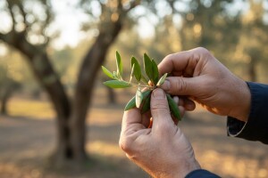 Posjetite predavanje: Kako suzbiti štetnike masline?