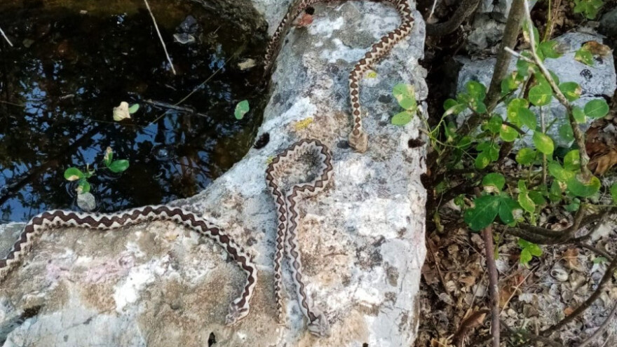 Bliski susret s poskocima: Oprez, toplo vrijeme izmamilo najotrovnije, a zaštićene zmije