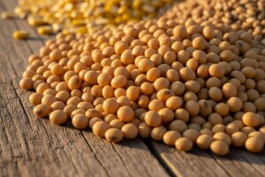 Poskupela soja!