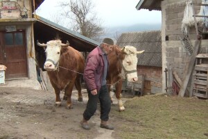 Posljednji ruđanski rabadžija: Držaću volove sve dok srce u meni kuca