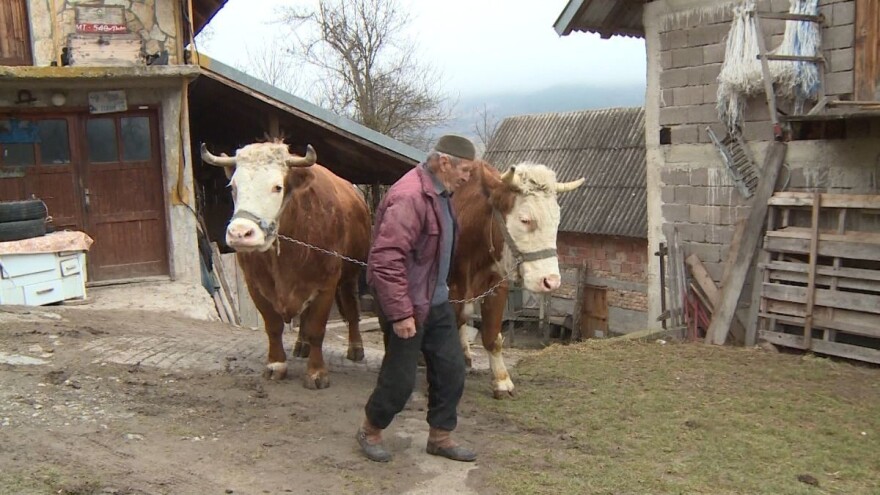 Posljednji ruđanski rabadžija: Držaću volove sve dok srce u meni kuca
