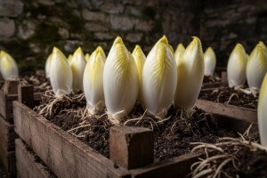 Pospješivanje radiča