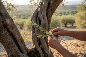 Postavljanje lovnih svežnjeva u maslinicima