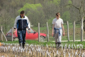 Očuvali stare sorte trešanja, krušaka i jabuka