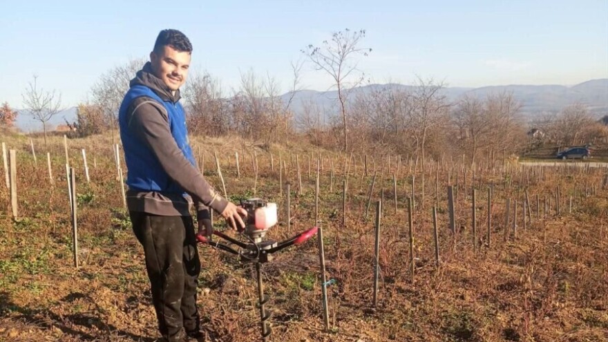Koje sorte grožđa su tražene na tržištu i kako ih gajiti?