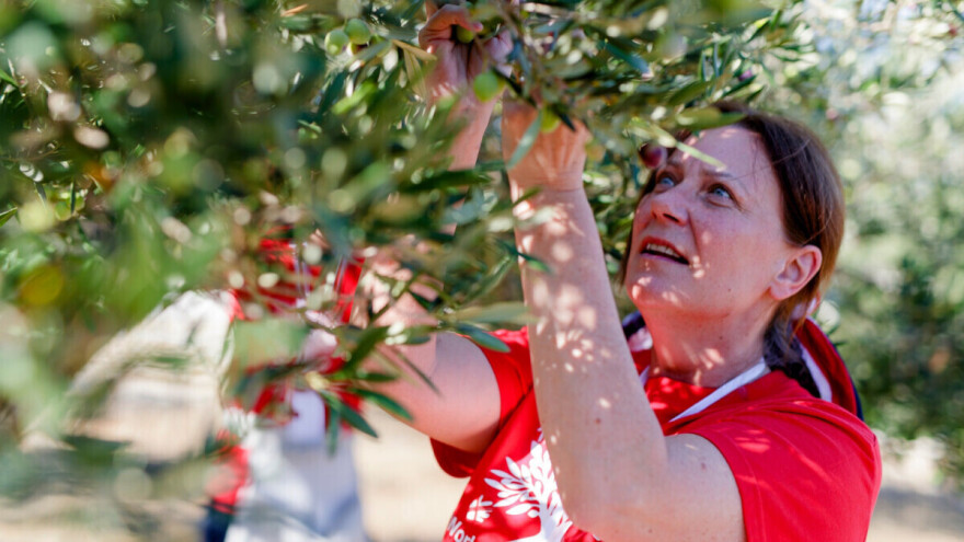 Kako se, uz poljoprivredu i ribarstvo, Postira brendira kao svjetska turistička destinacija?
