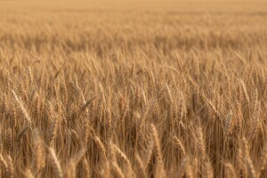 Postoji rešenje za divlji ovas!