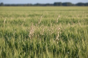 Postoji rješenje za divlju zob!