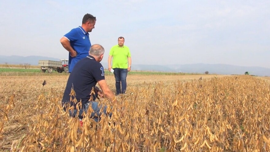 Soja kao postrni usjev: Odlična prilika ratarima za dodatni prihod