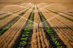 Postrni uzgoj povrća