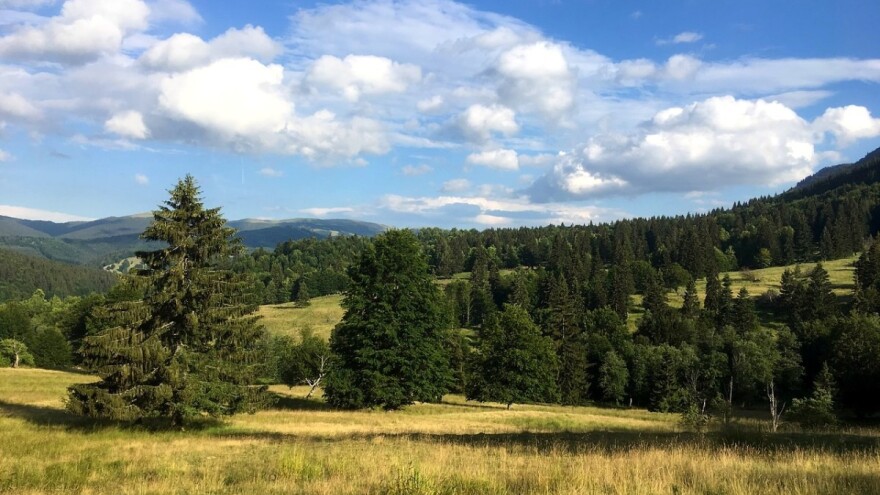 Besplatan sadni materijal za pošumljavanje privatnih šuma