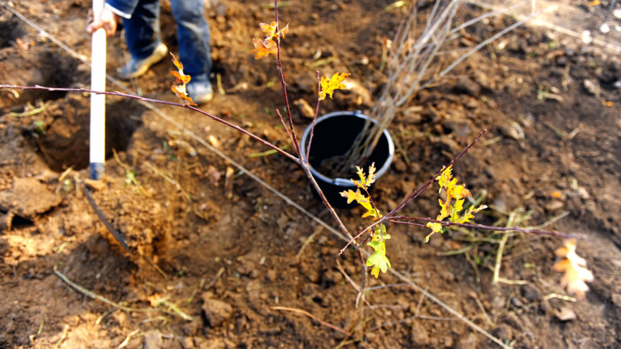 Kreće pošumljavanje USK vrijedno 250.000 KM