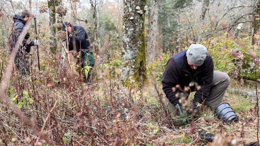 Traže radnike za pošumljavanje u tri šumarije Hercegbosanskih šuma