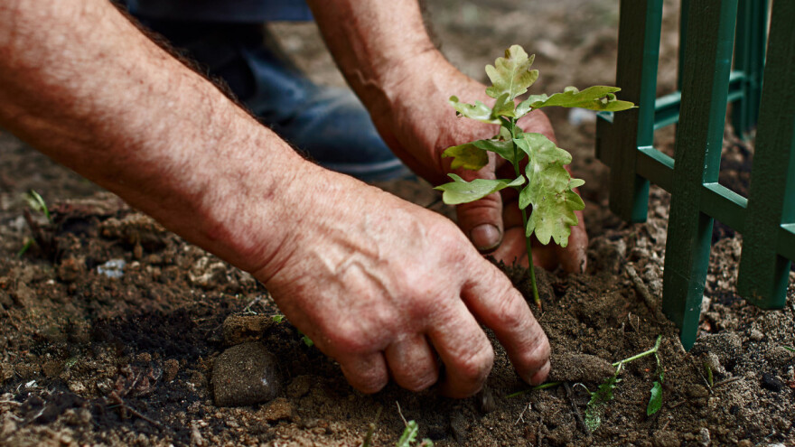 Šumske sadnice: O upotrebi drveća razmišljajte prije sadnje