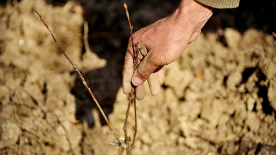 Francuzi imaju inovativna rješenja pošumljavanja BiH?