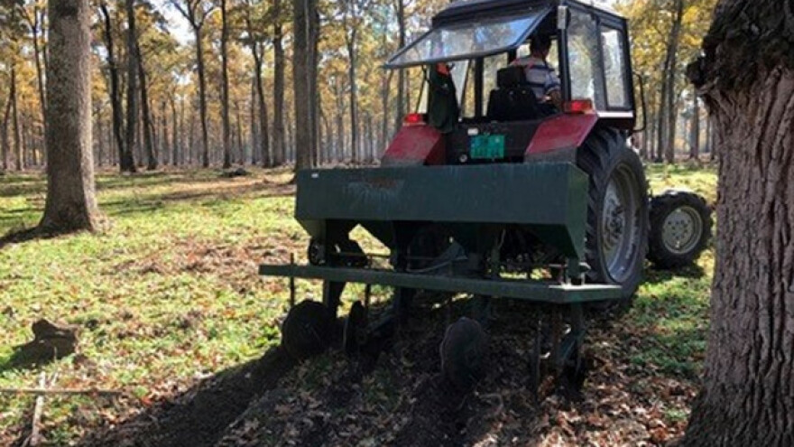 Krenula nova sezona pošumljavanja u Vojvodini