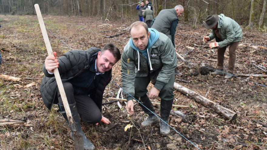 Mrežasta stjenica, gljiva, a sad i korona virus ugrozili naše šume, najviše jasen