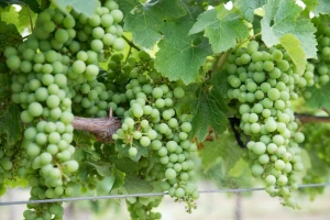 Posušaci, želite razvijati vinogradarstvo?