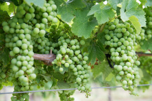 Posušaci, želite razvijati vinogradarstvo?