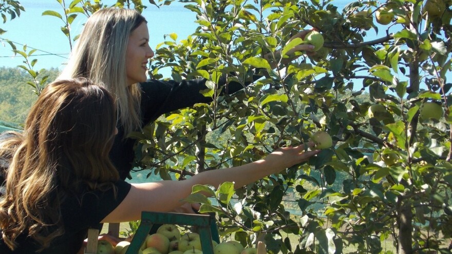 Obitelj Oreč u berbi jabuka ugostila načelnika Branka Bagu - Općina Posušje sustavno radi na unaprjeđenju voćarstva