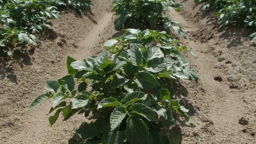 Vrijeme pogoduje razvoju bolesti krumpira i lubenica - kako ih zaštititi?