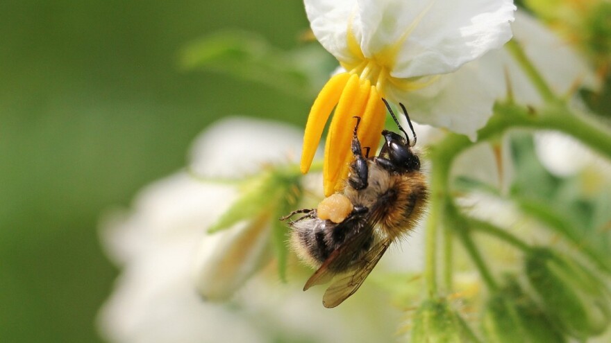 Zakon o biljnom zdravstvu - javnost o obrascu prethodne procjene  za prijedlog zakona