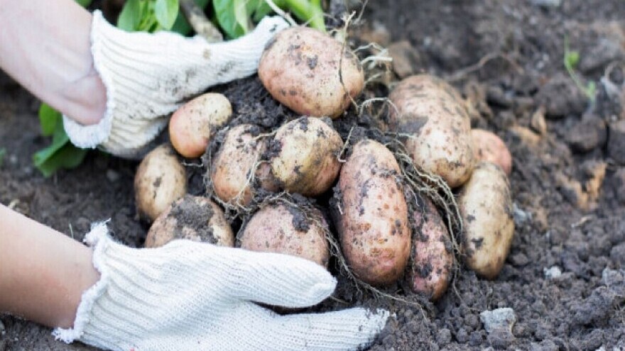 Kako pravilno uskladištiti krumpir