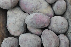 Smiju li se jesti pozelenjele, klijale i smežurane krtole?!