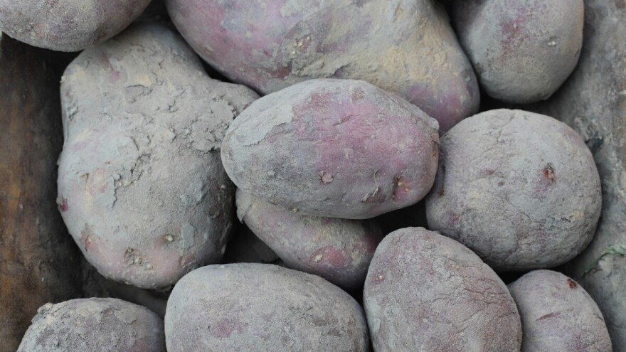 Smiju li se jesti pozelenjele, klijale i smežurane krtole?!