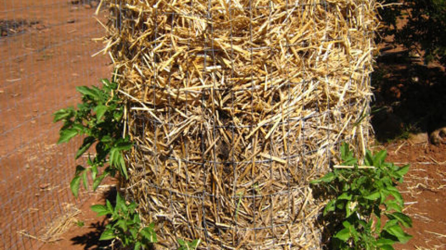 Umjesto u tlu, krumpir uzgajaju u "tornjevima"