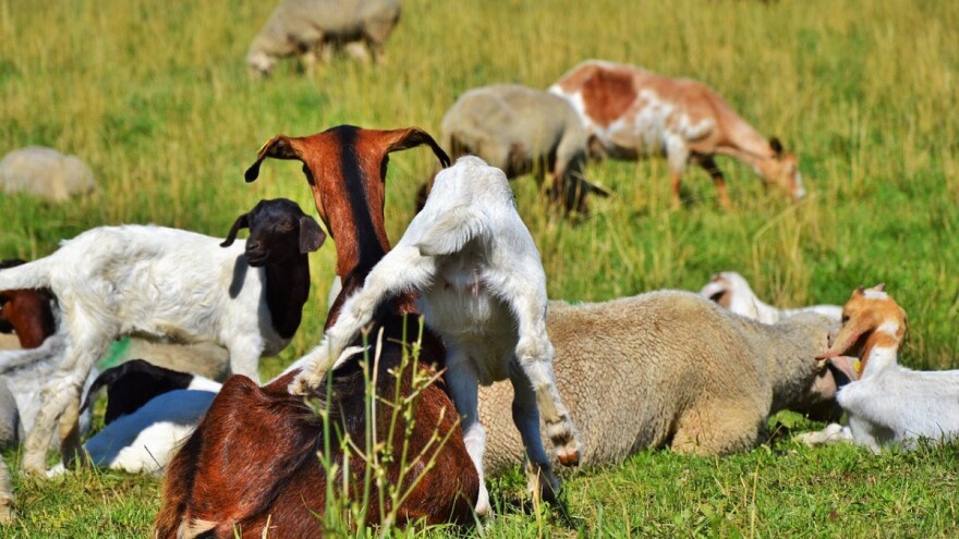 HBŽ osigurala 895.000 KM za poticaje u poljoprivrednoj proizvodnji