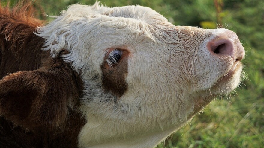 Poljoprivrednici iz Brčko Distrikta, podnesite zahtjev za dodjelu poticaja!