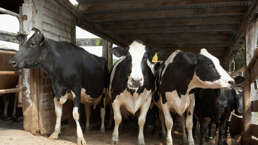 Bez poticaja bh. farmeri bi propali, naročito mljekari?
