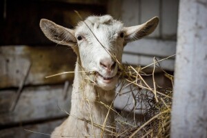 Poticaji animalnoj proizvodnji veći za 3.275.718,15 KM