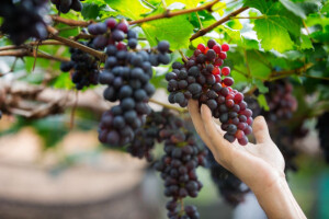 Poticaji za nove nasade vinograda, maslina i šljiva
