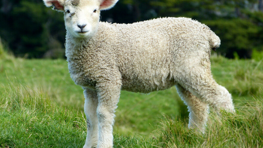 Povećan iznos za poticaje u 2017.