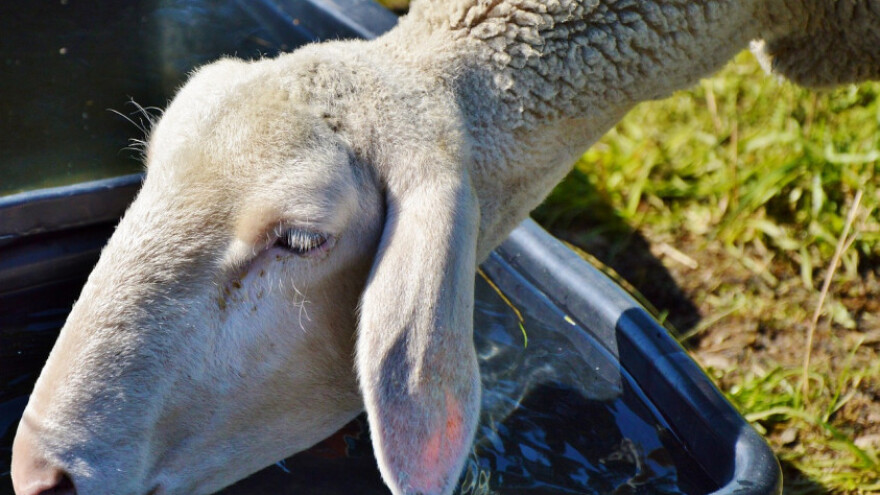 290.000 KM za koze, ovce, mlijeko, pčele...