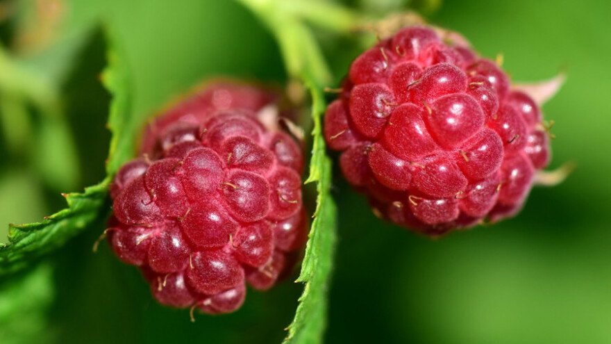 Od malina i smilja do koza i ovaca