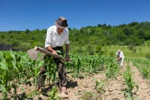Kakvi poticaji očekuju farmere u BiH?