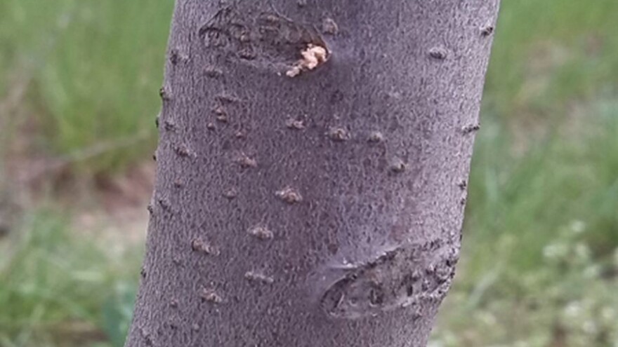 Voćni sipac napada uglavnom slaba, iscrpljena stabla voća