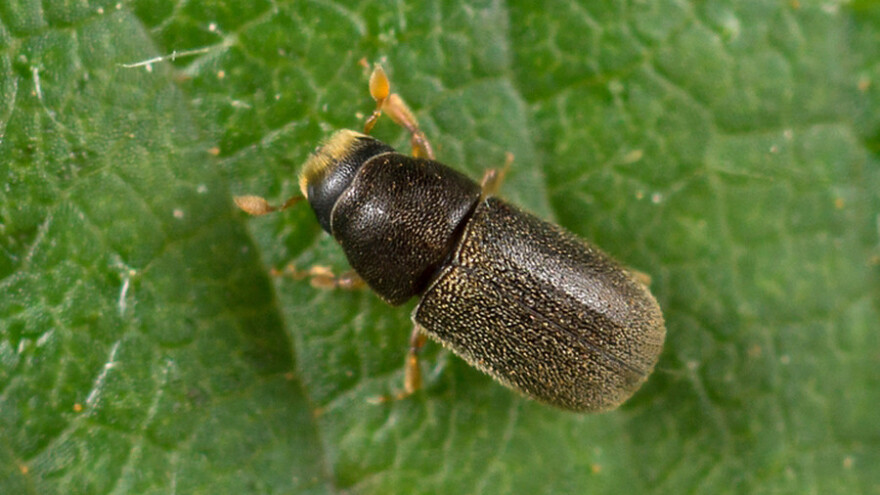 Potkornjak - koje su mjere zaštite i kada imaju svrhu
