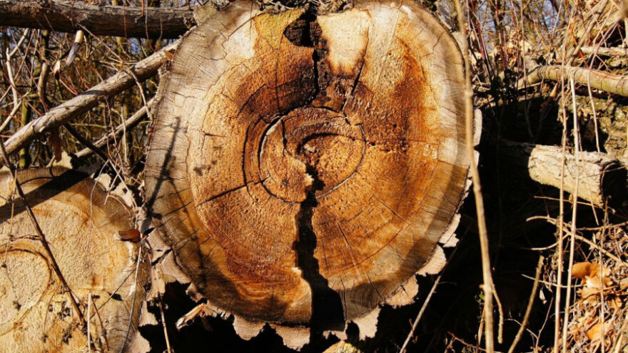 Kako spriječiti (eko)nomsku katastrofu od potkornjaka?