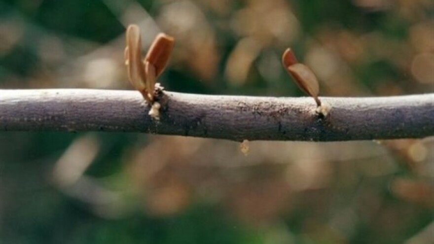 Smeđi i crni potkornjak prisutni u svim maslinicima