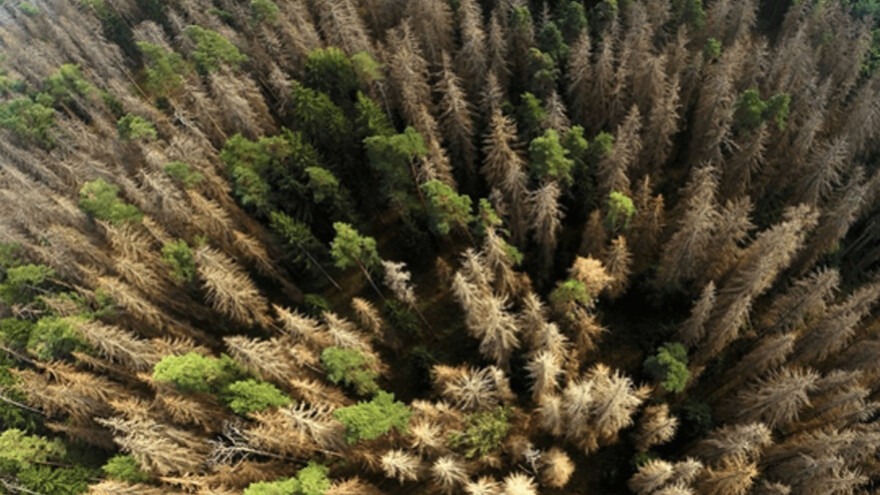 Sva stabla zaražena potkornjakom ćemo posjeći