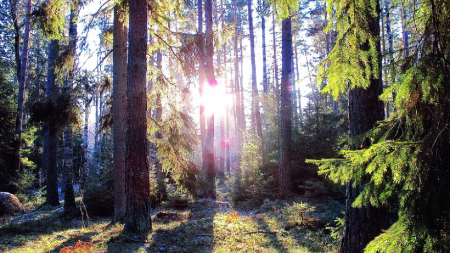 Šumoposjednici do prosinca moraju reagirati